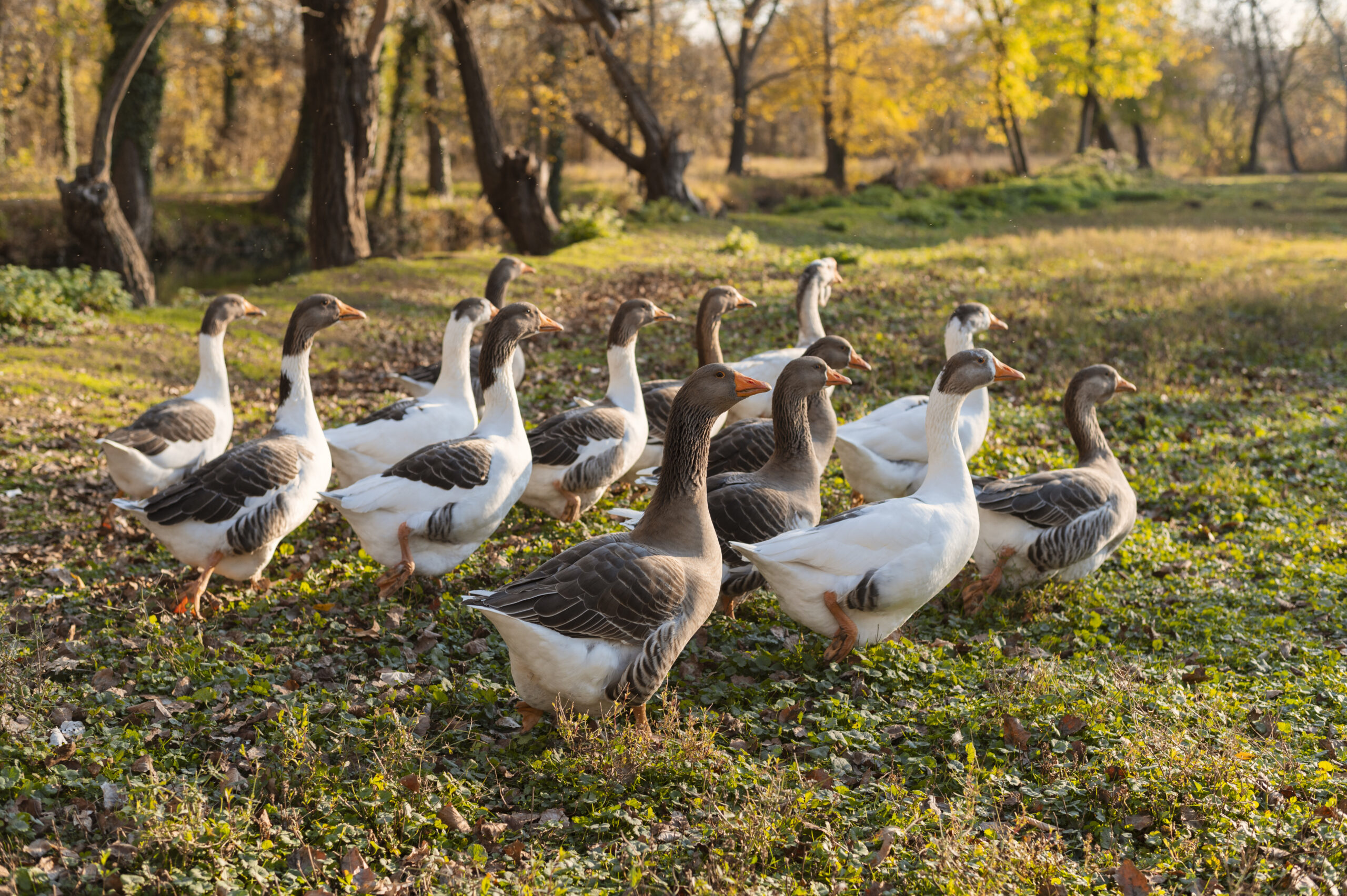 Canards entiers