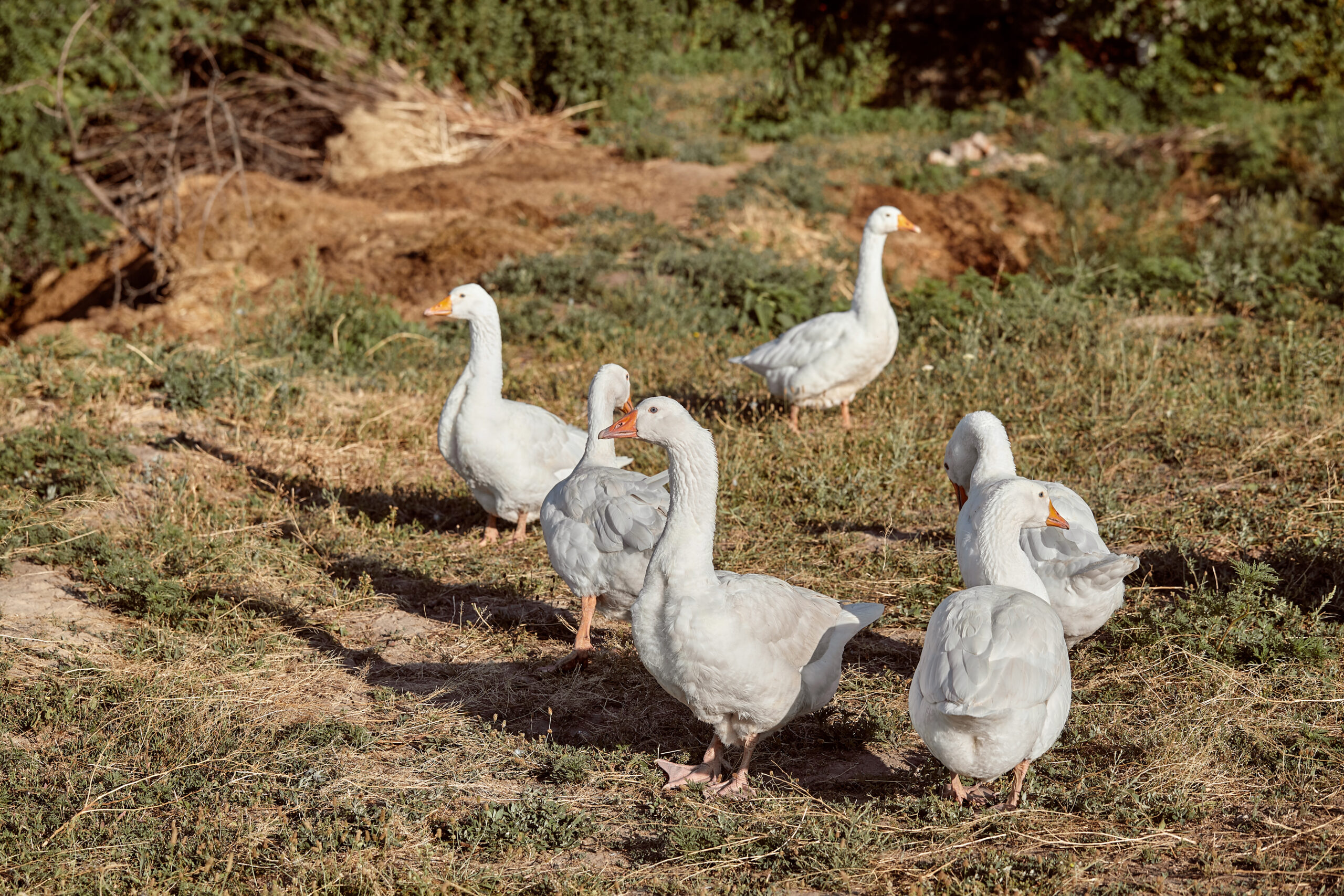 Canard transformé et cuisiné