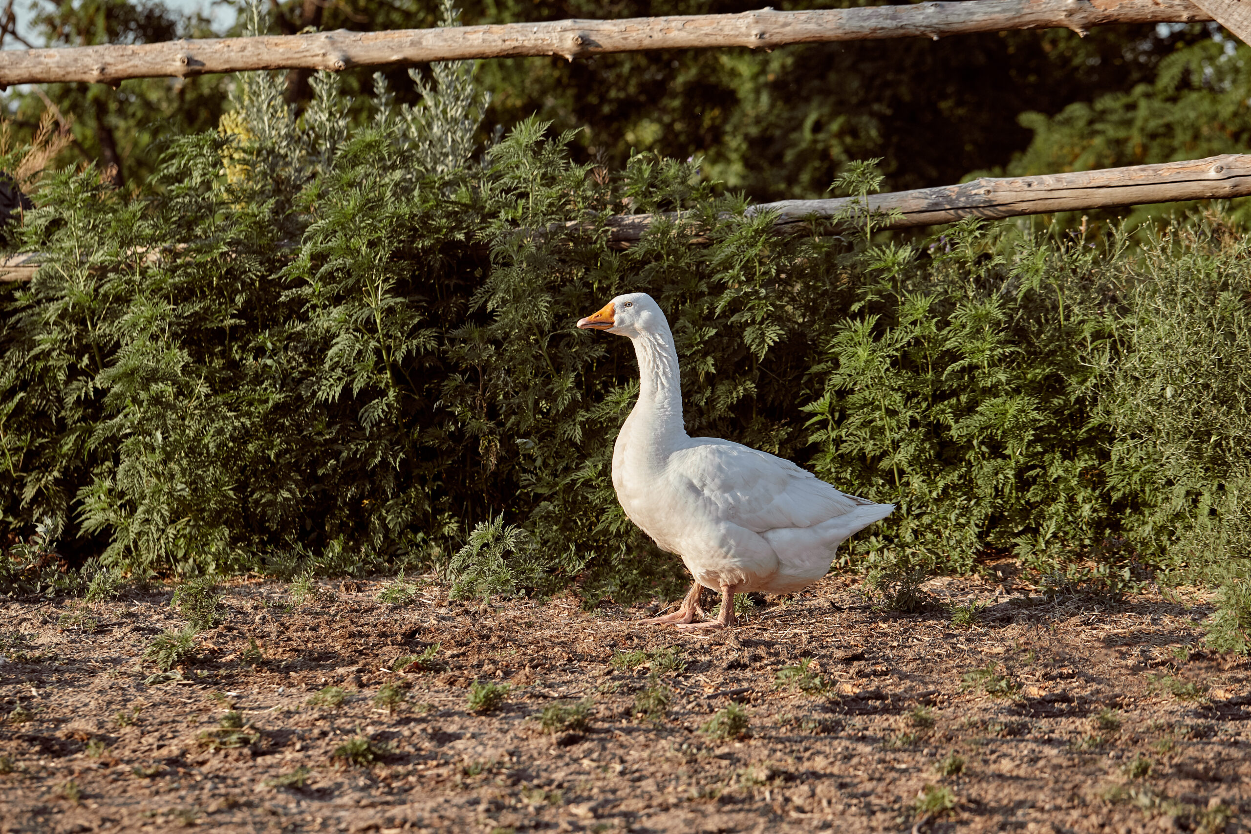 Élevage plein air Penne-d’Agenais